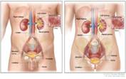 Figure, Anatomy of the male urinary...] - PDQ Cancer Information Summaries  - NCBI Bookshelf