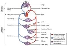 Circulatory system - wikipedia
