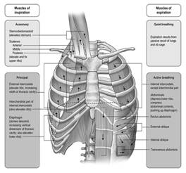 The muscles you never think about – until they stop working