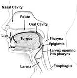 Nasal cavity - wikiwand