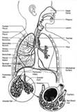 Respiratory System: Image Details - NCI Visuals Online